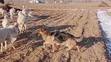 德牧犬看家护院放牧牛羊