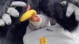 大猩猩最喜欢香蕉了
