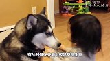 二哈作死挑衅野牛，不料野牛一下撞开铁栏，下一秒请憋住别笑