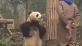 熊猫被训后生气叉腰，和饲养员理论