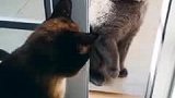 猫：敢打我，我叫我表哥来揍你！