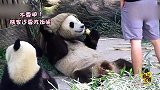 熊猫奶爸拍照方式层出不穷 团子们内心是崩溃的