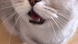 你胡子都炸了，小橘子来我家了，我之前捡的流浪猫送给朋友了