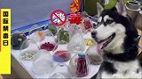 带着主子们去警犬训练基地参观学习，好激动