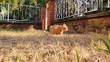 橘猫看家比哈士奇强多了，咆哮声堪比小老虎！