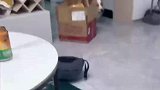 柯基与主人在客厅玩耍，踩烂纸箱后的表情亮了