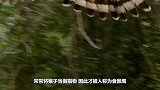 食猴鹰误闯猴子领地，惨遭猴群报复，想死的心都有了