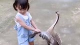 娃娃去姥姥家第一次见到鹅，非要把鹅请回家里做客，鹅怎么也不愿意去