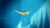 海底小纵队：独角鲸的长牙很灵密能帮助巴克队长他们出发