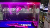 生猛大猫吃肉毫不含糊，鳄龟差点被肉噎哭，绞肉机鳄鱼吃相凶残