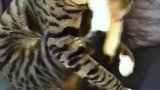 看我家猫咪可爱不