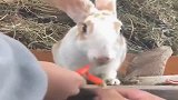 农村人喂出来的新品种兔子，竟然连这种红辣椒都敢吃，太厉害了！