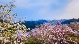 深圳平湖生态园有一座山全是紫荆花