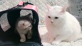 一只小奶猫喜欢欺负大猫，又菜又爱玩！