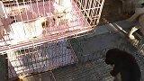 狗市上拍到几条小法国斗牛犬，它们在笼子里待烦了，想出来玩
