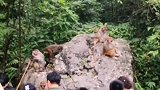 张家界山里猴齐聚三姐妹峰下，游人纷纷拍照！