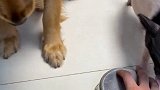 狗：你俩是狗吧？