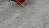 鸡：一家之主只能有一个，我们今天来分个胜负