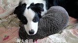 猫咪十分“溺爱”家里的狗狗，这是什么情况