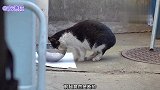 猫咪腿断了，会有人救它吗
