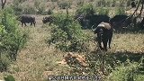 野牛顶飞狮子，但最终还是被狮群围攻，狮子不讲武德
