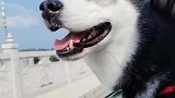 狗狗：铲屎的，你开慢点，我害怕
