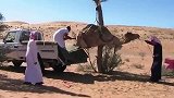 几名男子将骆驼五花大绑,到底意欲何为