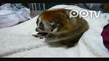 超萌懒猴吃食大秀无辜眼神