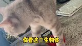 猫咪也卡了