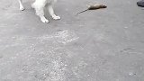 猫：我才不要抓老鼠，我害怕老鼠！