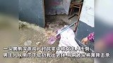 四川夫妻遭黑熊入室袭击，丈夫持斧击杀黑熊救下重伤妻子，当地林业局回应
