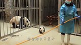 小白虎贪玩不肯回家，虎妈一声吼吓得两腿发软，镜头记录搞笑一幕