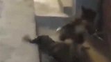两只狸花猫大打出手，一旁的土狗吓得撒腿就跑