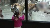 这两只小老虎，你们太热情了吧，狂打招呼给小宝！
