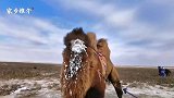 正蓝旗家乡旅游推介大赛：骆驼