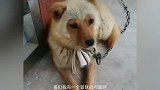 这年头生活压力真是大，带两个娃还得溜人，这是逼狗暴动啊