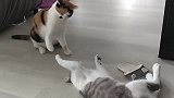 被视为“好运猫”的公三花，遇见一只就会走好运，这是为什么