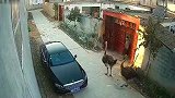 鸵鸟把这里当成它的地盘，看到大叔出门就开始袭击