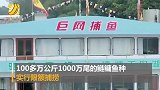 2020年第一网！千岛湖喜捞80000斤鱼 金色鱼王被放生