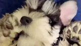 狗狗的开关在哪里，太活泼了