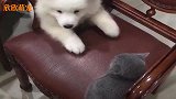猫咪和狗狗超级爱抬杠，主人每天乐不停