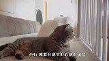 主人带小奶猫回来，猫咪露露还以为是来抢主人的，下一秒笑翻了