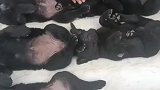 小朋友是什么说服狗狗，躺那里一动不动