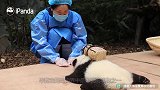 熊猫宝宝背着背篼，乖乖趴在管理员面前，简直跟个上学的人一样