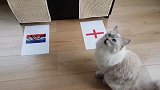 可爱暹罗猫预测英格兰进入决赛 喵星人预测准确与否待比赛日揭晓