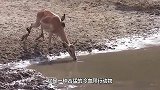 鳄鱼跟踪巨蜥来到洞口，下一秒却飞了出来，镜头拍下全过程
