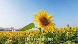 万般烦恼融化在花海中  #寻找精致威海最美打卡地