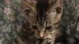 狸花猫发现撸自己的不是主人，瞬间翻脸