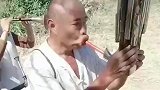 大爷吹乐器，好似豌豆射手