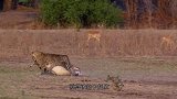 一群羚羊正在喝水，母狮猛地冲了过来，下一秒别笑